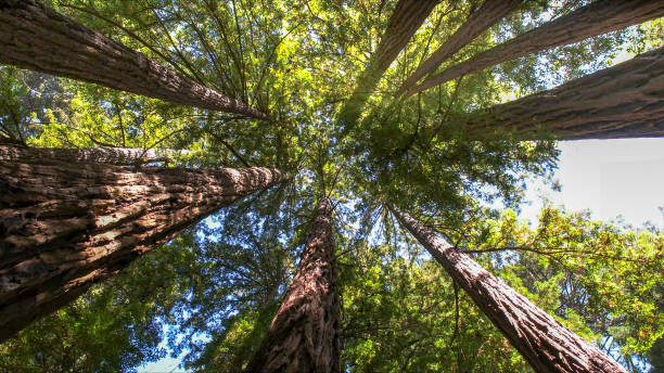 How Our Tree Care Process Works  in  Central, SC